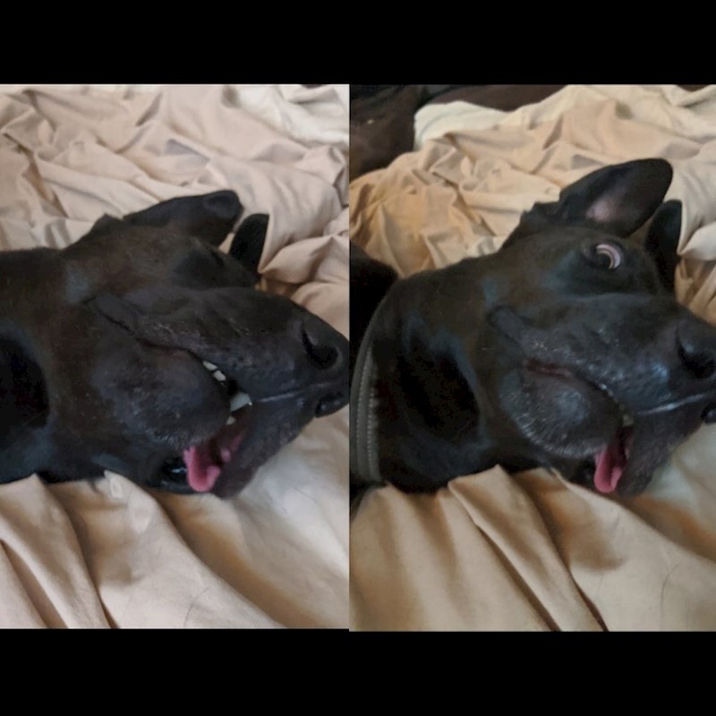 "Uhvatio me kako ga fotkam"