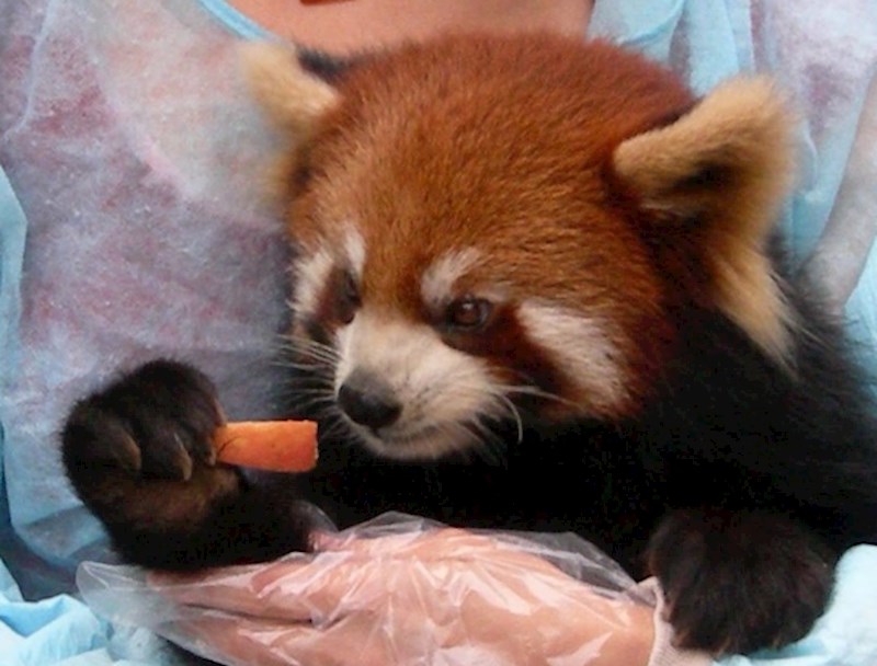 Mržnja prema zdravoj hrani