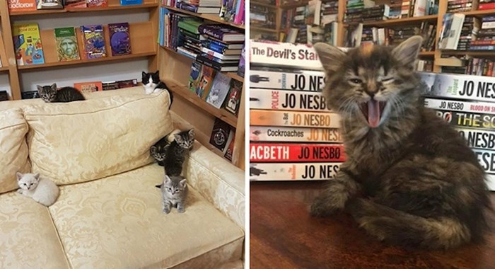 U ovoj knjižari možete popiti kavu i maziti mace, a možete ih i udomiti