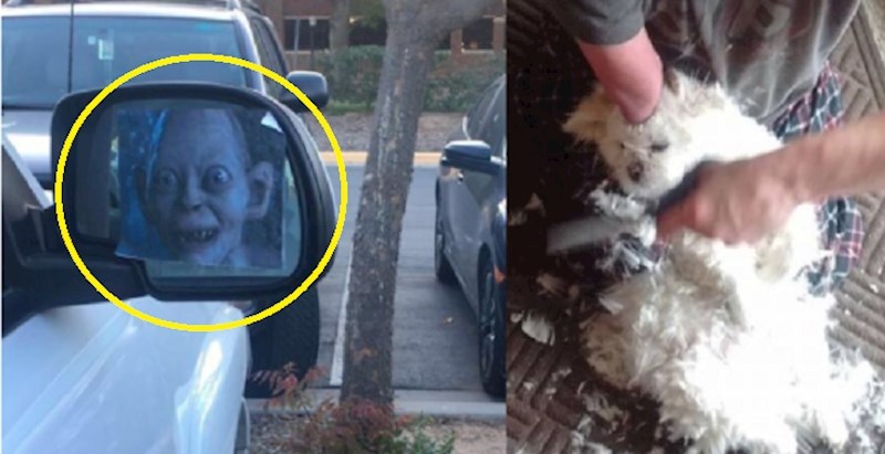 Sasvim nevini prizori, ali zbog kojih su ljudi na prvi pogled umalo doživjeli srčani udar