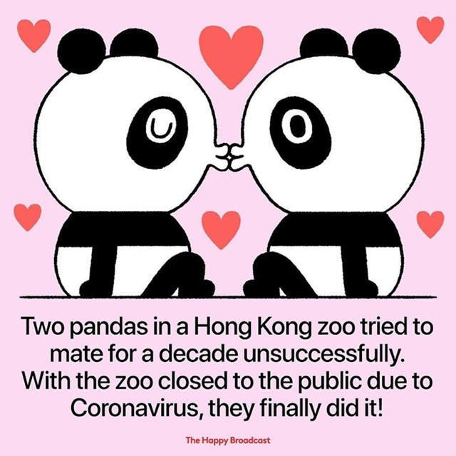 Dvije pande u zoološkom vrtu u Hong kongu nisu se mogle pariti cijelo desetljeće, od kada je zoološki vrt zatvoren za posjetitelje, postale su nerazdvojne