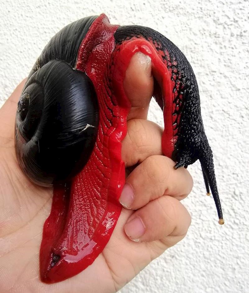 fire snail (vatreni puž)