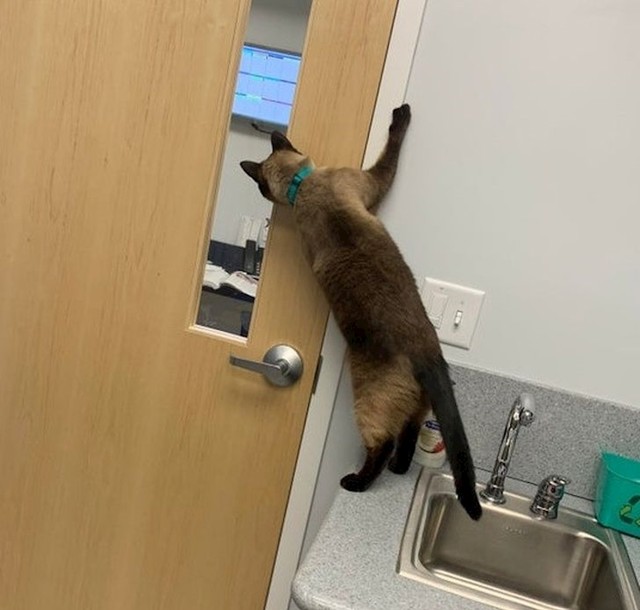 Kod veterinara...