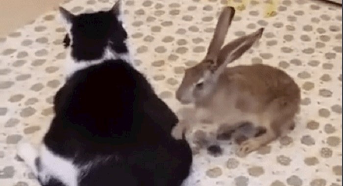 Vlasnica se nije mogla prestati smijati kada je vidjela što zec radi njenoj mački