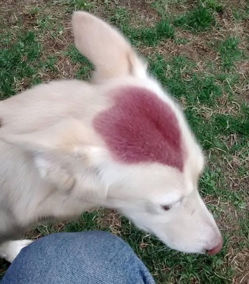 Pas s ljubičastom mrljom na glavi