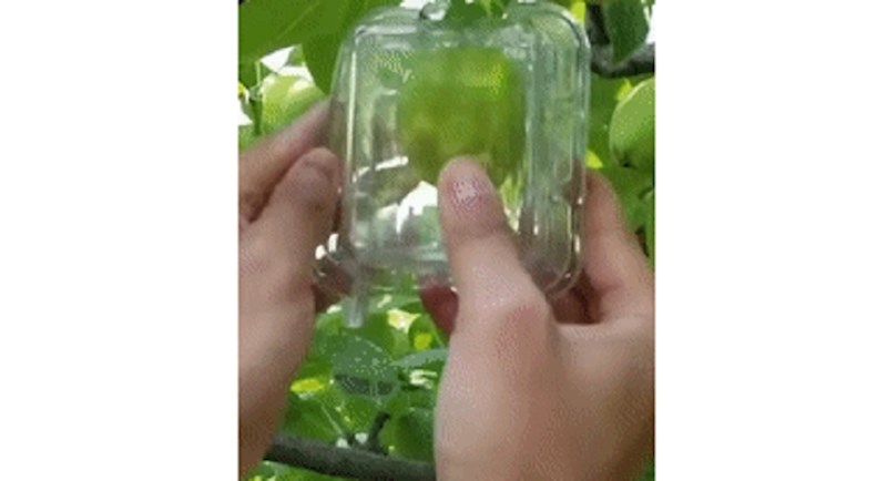Na plod jabuke stavio je plastiku, pogledajte kakva je jabuka izrasla