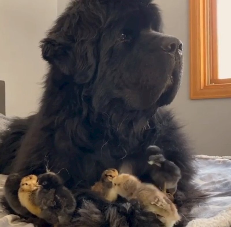 Clooney je udomila 7 malih pilića :)