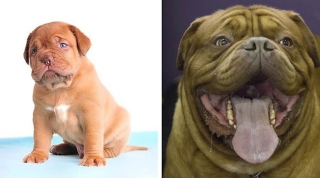 Bordoška doga
