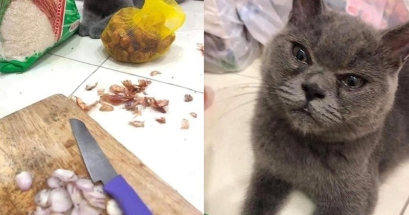 65 urnebesnih i slatkih fotki mačaka koje jednostavno morate vidjeti