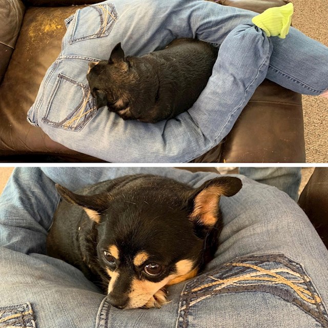 Pas obožava spavati na vlasnicinim nogama, pa mu je izradila jastuk od svojih hlača