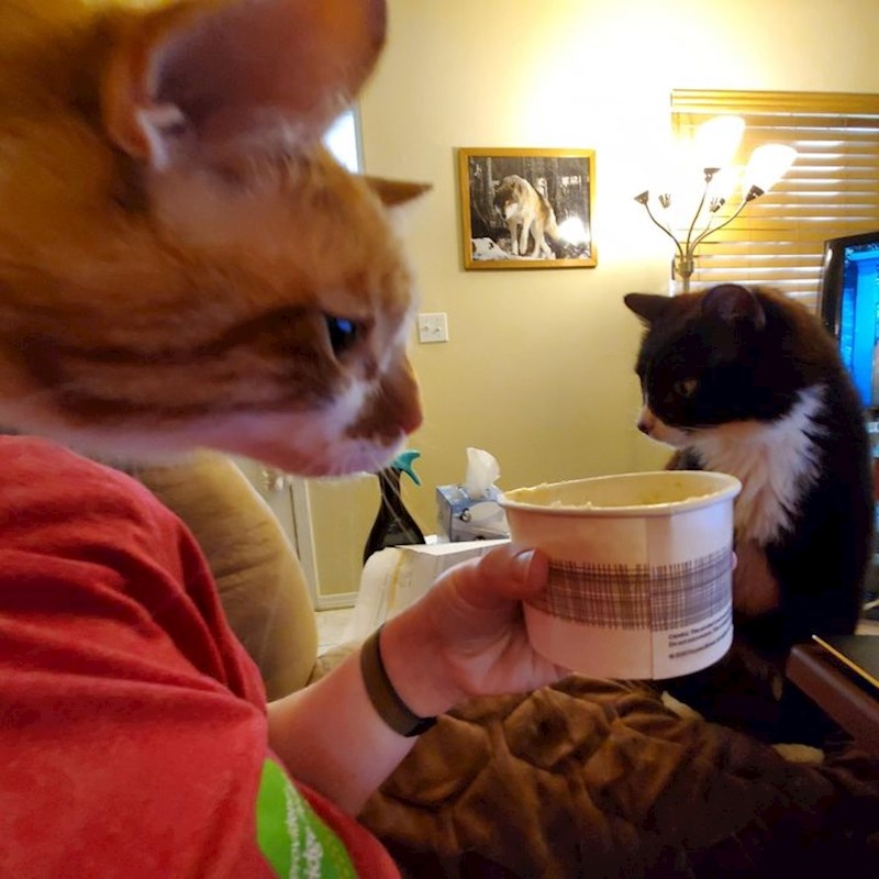 Životinje su dobile ljudska tijela?