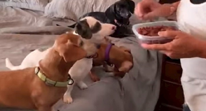 VIDEO Ovaj psić je jako gladan, pogledajte kako se pobrinuo da dobije najviše kolačića
