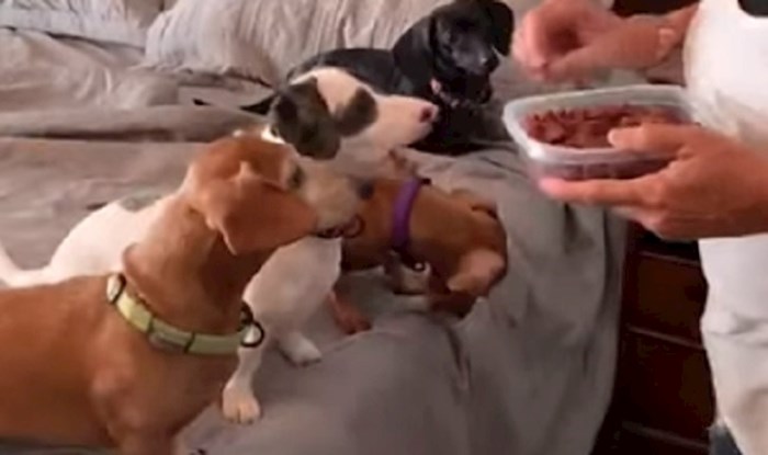 VIDEO Ovaj psić je jako gladan, pogledajte kako se pobrinuo da dobije najviše kolačića
