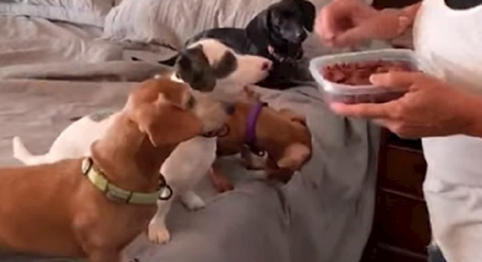 VIDEO Ovaj psić je jako gladan, pogledajte kako se pobrinuo da dobije najviše kolačića