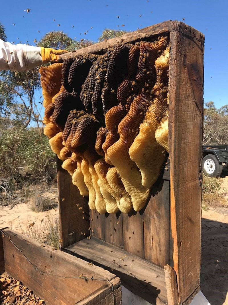 Košnica otkrivena u preši za sušenje voća