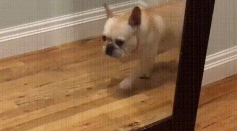 Psić se preplašio svog odraza u ogledalu, ovo je preslatko