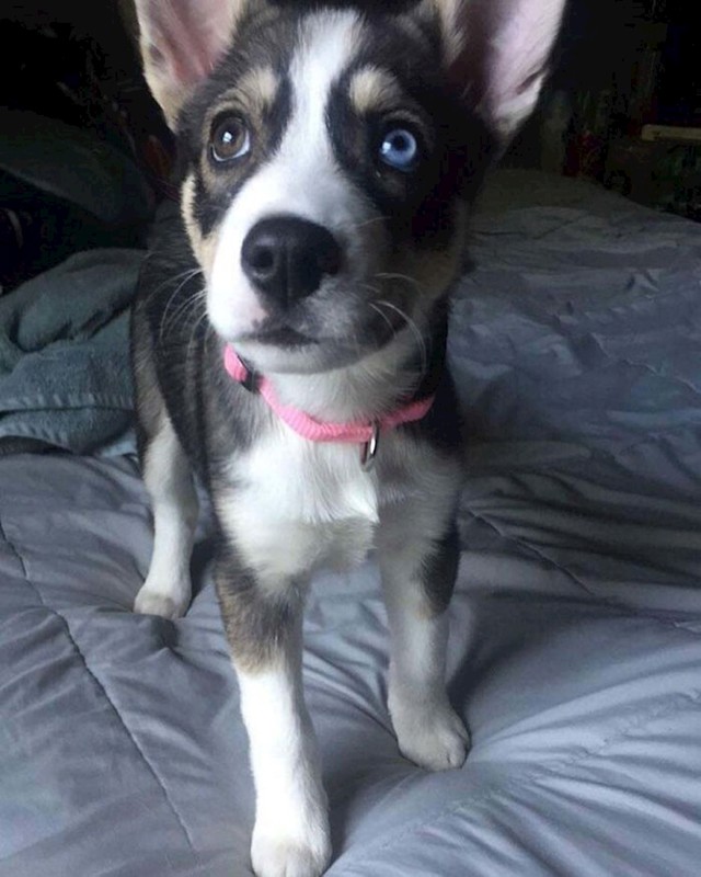Pit Bull + Husky