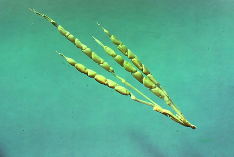 Možete li vjerovati da je kukuruz ovako izgledao?