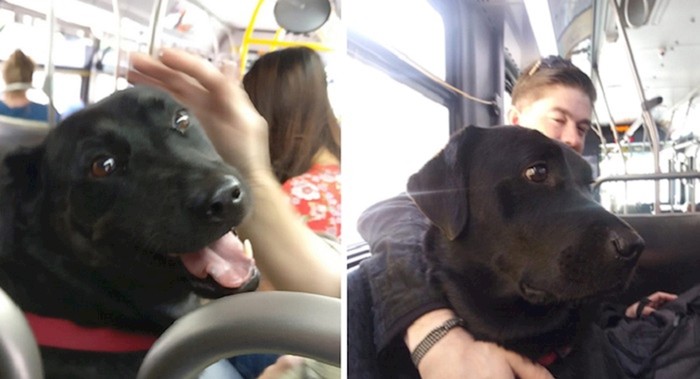 Ovaj pas svaki dan autobusom putuje do psećeg parka potpuno sam