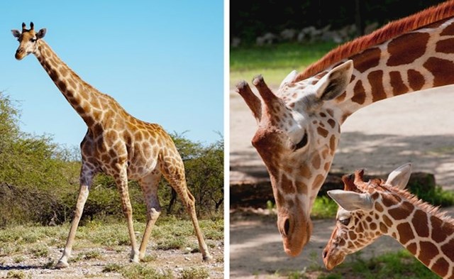 Žirafa 465 dana