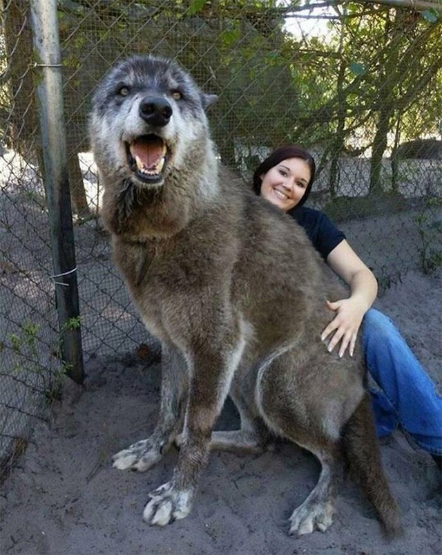 Usporedba velikog vuka i djevojke