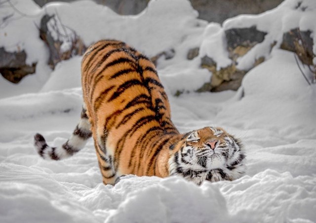 Tigar uživa u snijegu