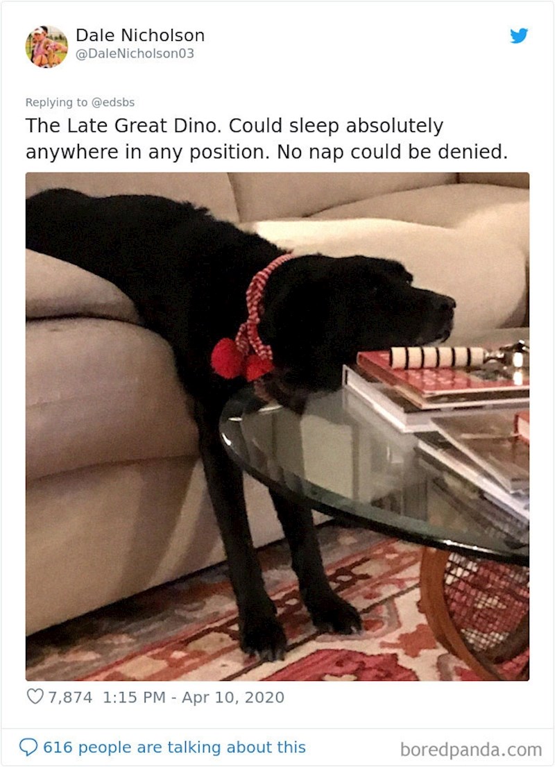 Dino može zaspati na doslovno svakoj podlozi