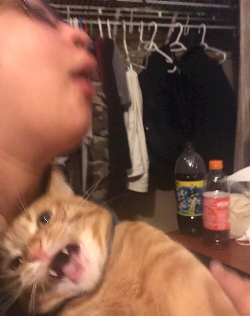 "Moj mačak mrzi fotografiranje, sumnjam da će ikada biti lice s konzerve mačje hrane"