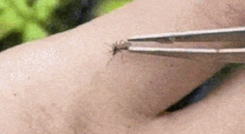 Osveta komarcima - ovaj lik je uz pomoć jedne biljke uspio stati na put ovim dosadnim kukcima