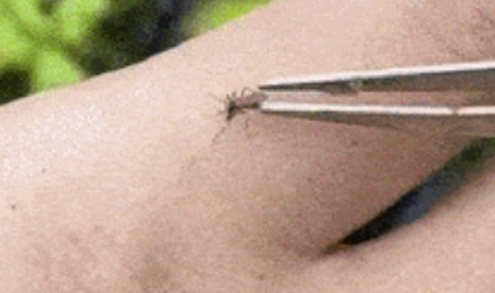 Osveta komarcima - ovaj lik je uz pomoć jedne biljke uspio stati na put ovim dosadnim kukcima