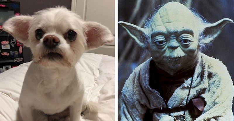 Fotke koje dokazuju da je Sila svuda oko nas