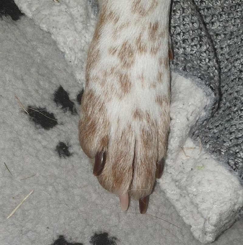 Jedna kandžica mu je različite boje