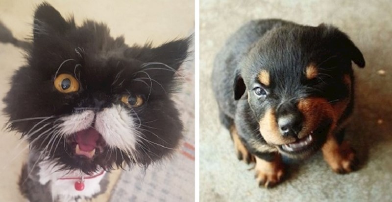 11 preslatkih životinja koje misle da su jako opasne