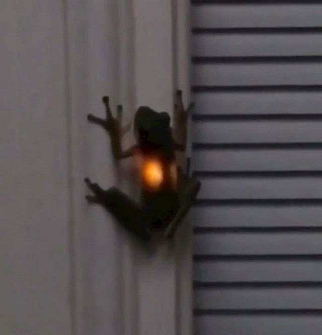 Evo što se dogodi kada žaba pojede krijesnice