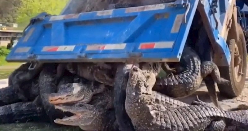 Pogledajte kako u Kini vraćaju aligatore u nacionalni park nakon 4 mjeseca hibernacije u zatvorenom