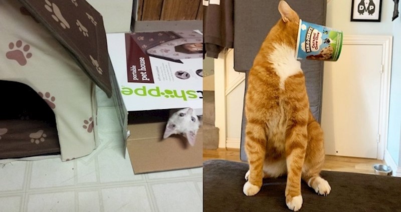 Fotke koje dokazuju da naši ljubimci imaju neku svoju logiku koju mi nikada nećemo shvatiti