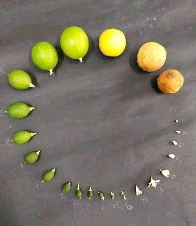 Limun