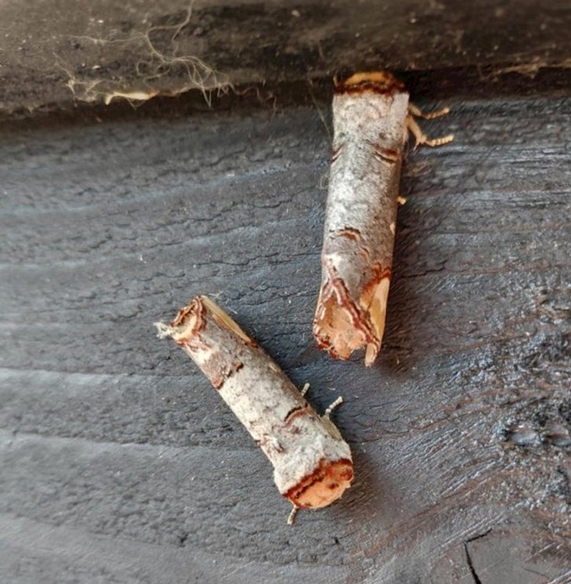 Moljci koji izgledaju poput grančica