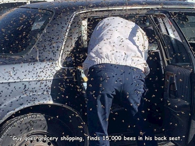 "Tipu se na stražnjem sjedalu automobila skupilo na tisuće pčela"