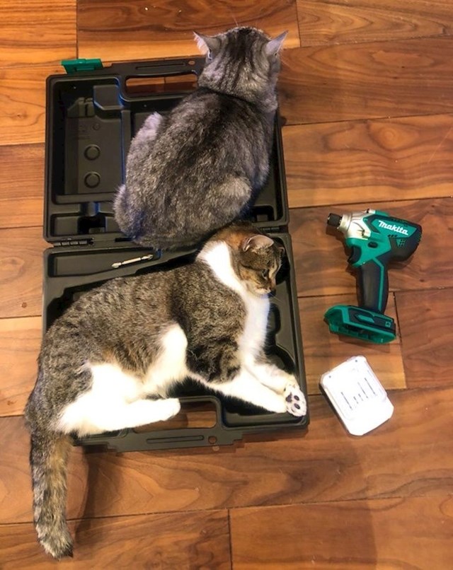 Mačkama je baš svaka površina udobna