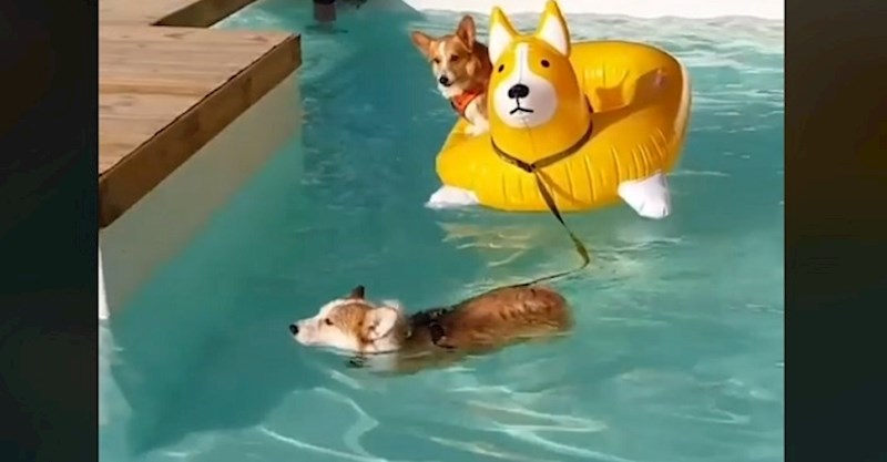 Ovaj mališan bi bez problema mogao glumiti u Baywatchu