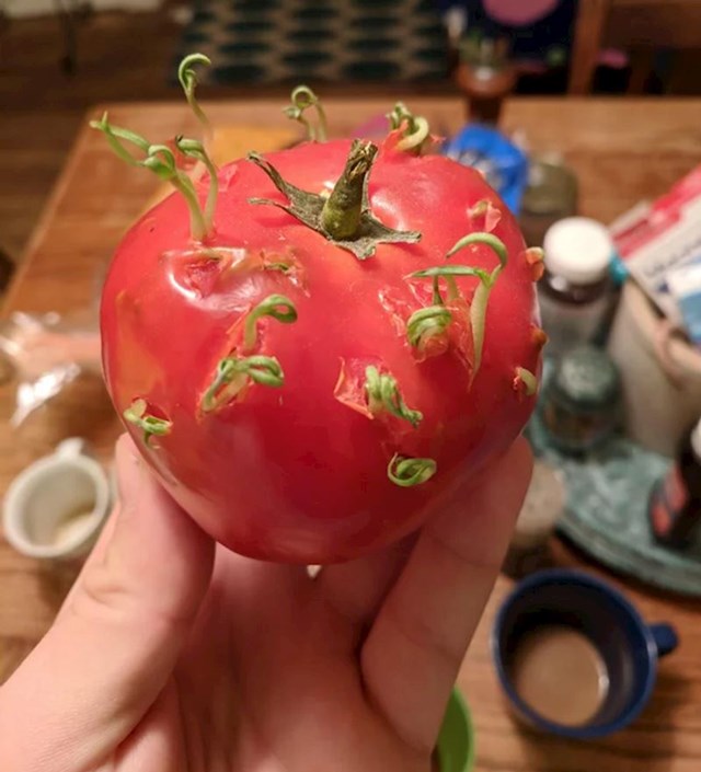 Iz ove rajčice izlaze nove grančice