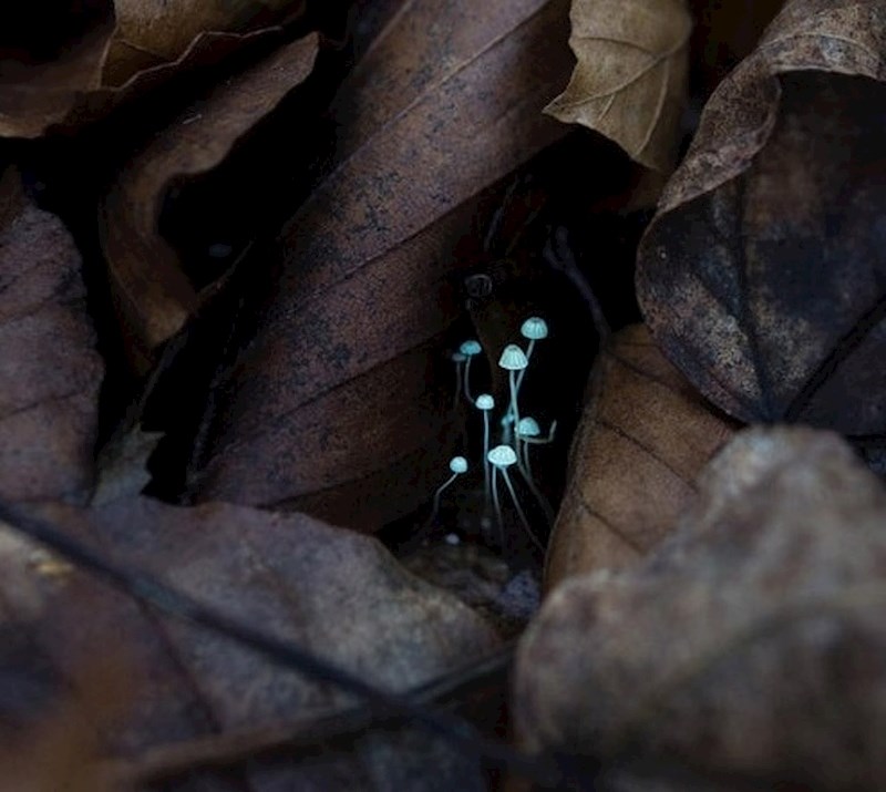 Ove sićušne gljive