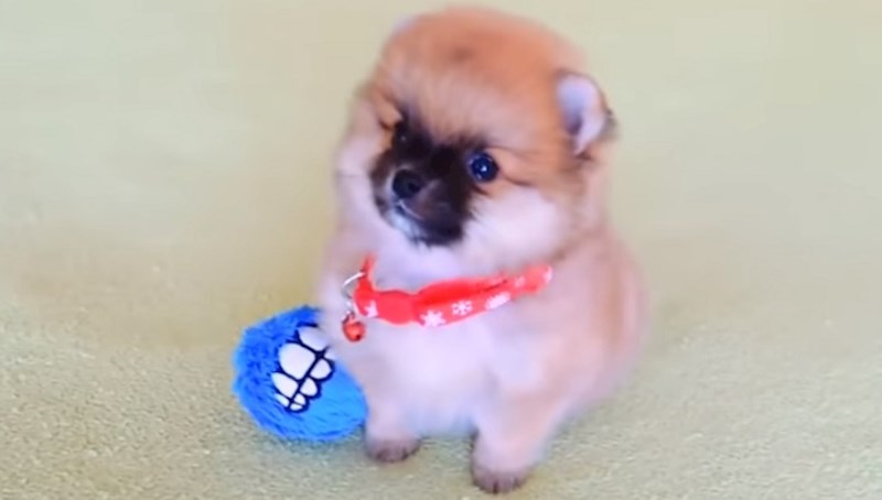 Kompilacija preslatkih psića koji će vam otopiti srce i razvući osmijeh na licu