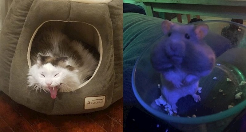 Ljubimci koji uveseljavaju svoje vlasnike i uz koje je nemoguće biti loše raspoložen