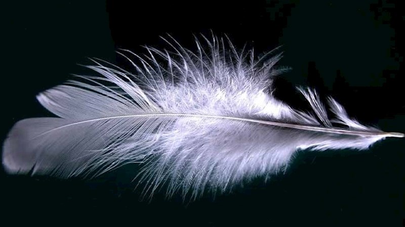 Pteronophobia - strah od golicanja perom