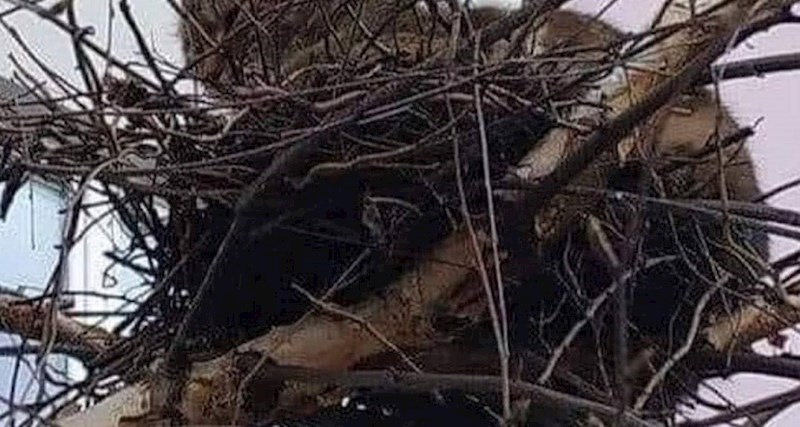 Netko je u Dalmaciji fotkao čudnu pticu u gnijezdu, je li ovo nova vrsta?