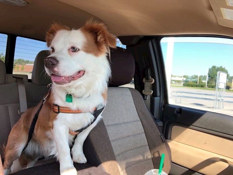 Zlatni retriver + Pitt Bull