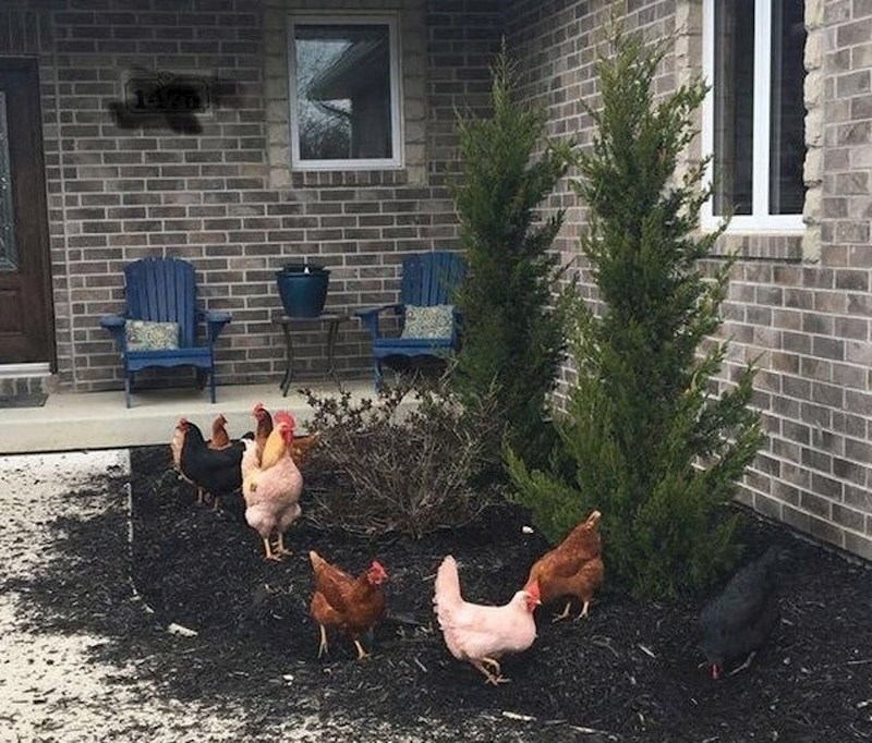 Ni one nisu zadovoljne cvijećem...