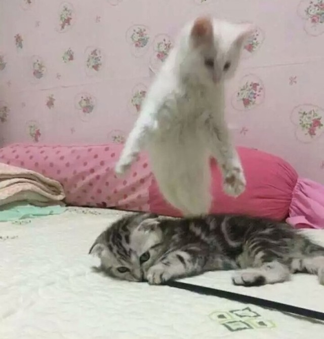 Duha mačke napušta tijelo...